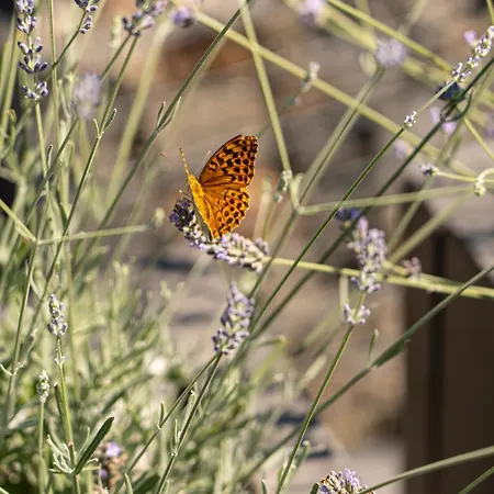 Pri Rybniku Strohm *